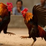 Khám Phá Thế Giới Đá Gà HAY88 - Nơi Hội Tụ Đam Mê
