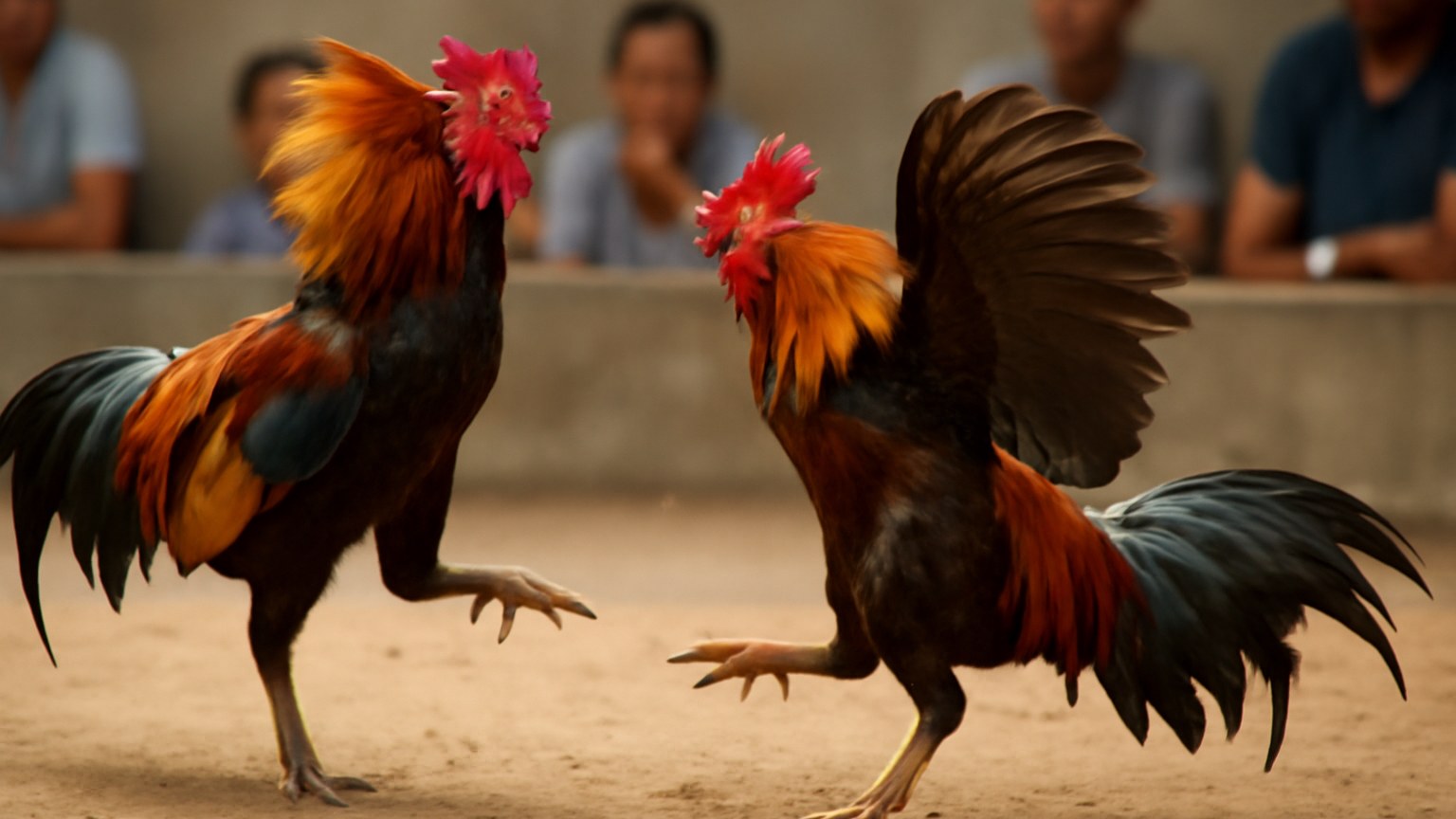 Khám Phá Thế Giới Đá Gà HAY88 - Nơi Hội Tụ Đam Mê